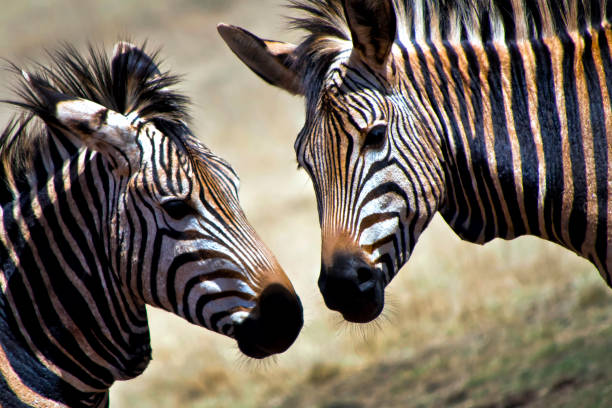 istock Plains Zebra, Nature Reserve, South Afica 1320138769