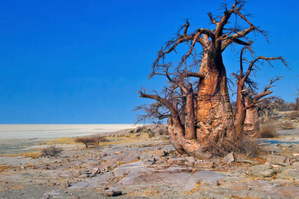 istock Baobab, Makgadikgadi Pans National Park, Botswana 1320138793