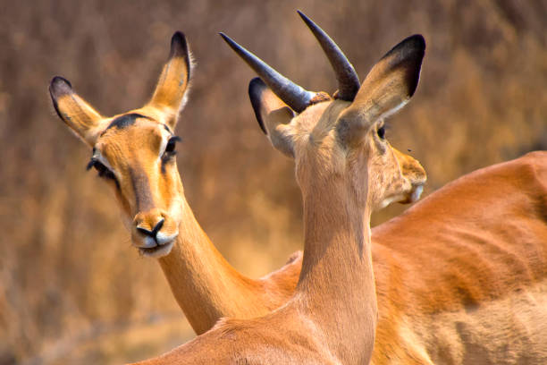 istock Impala, Khama Rhino Sanctuary, Botswana 1320138796