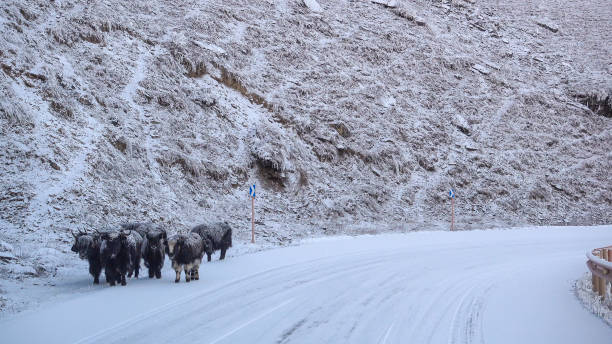 istock Yak on the trail,Snow Mountain 1320140012