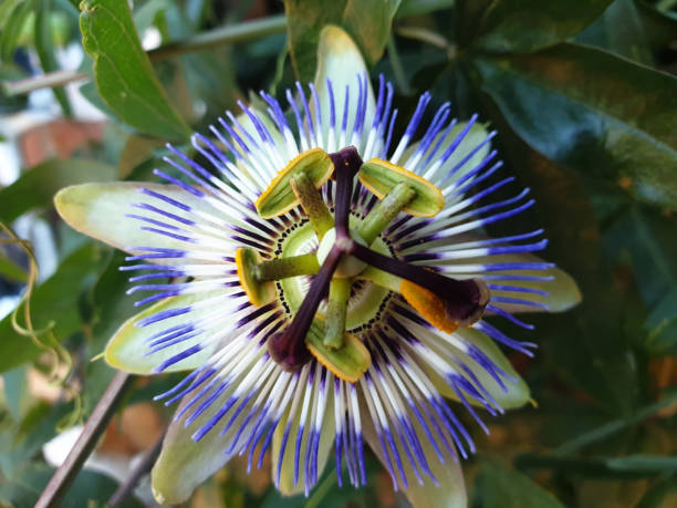 istock Close-up blue flower passion flower Passiflora 1320140137