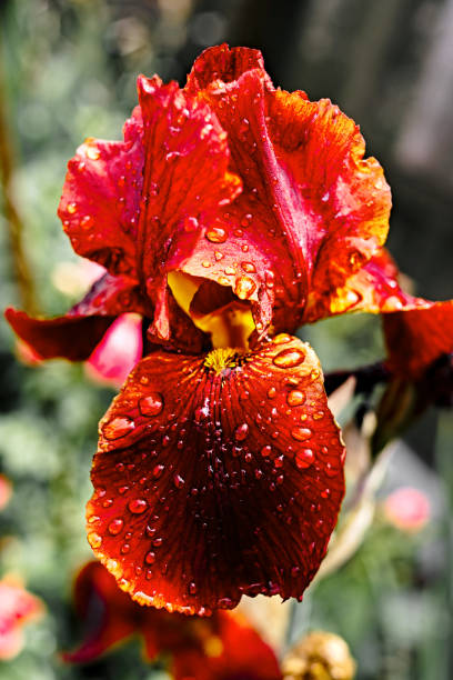 Bright red iris flower with rain drops on petals. Raindrops on iris petal. Blooming iris after rain, drops of water