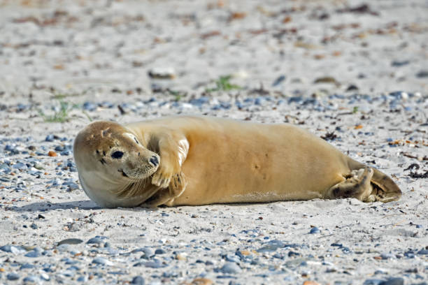 istock Young grey seal (Halichoerus grypus) on Helgoland on the North Sea coast 1320140318