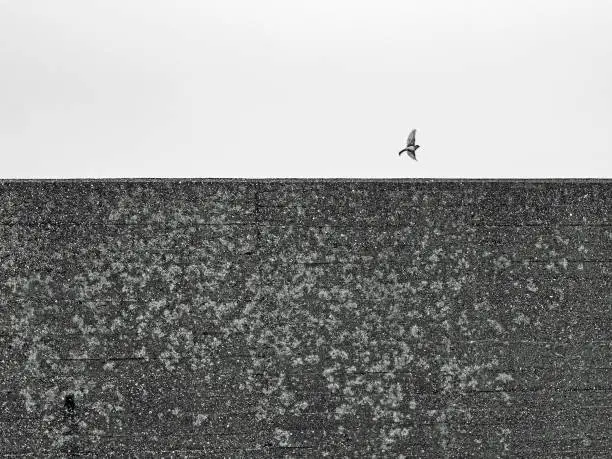 Photo of A small bird flies over a big wall to freedom