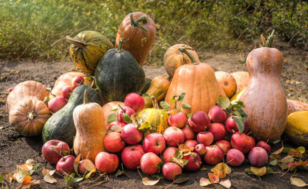 cosecha de calabazas maduras y manzanas rojas - agriculture autumn apple greengrocers shop fotografías e imágenes de stock