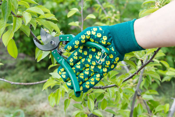 istock Female farmer with pruner shears the tips of pear tree 1320143101