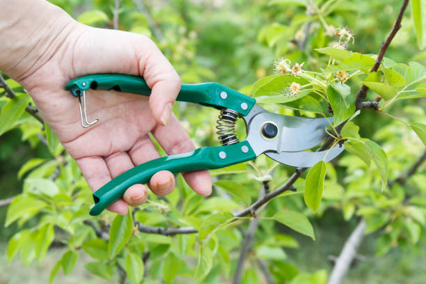 istock Female farmer with pruner shears the tips of pear tree 1320143952