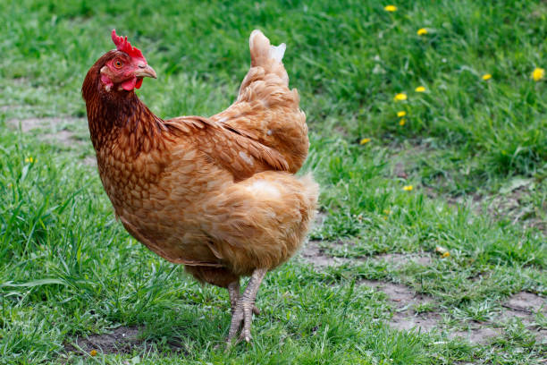 istock Brown hen is walking in the courtyard. 1320145144
