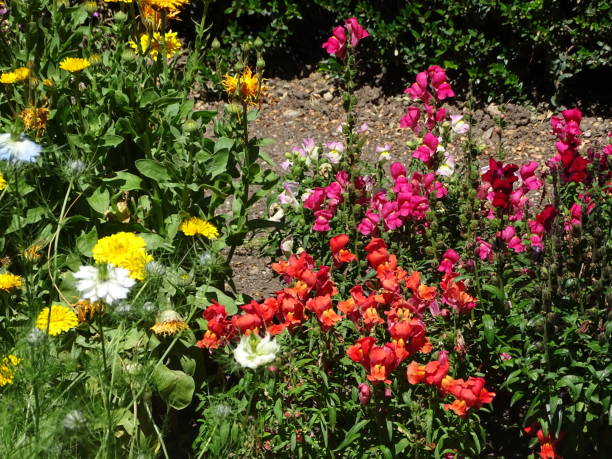 istock Flowers of La Alhambra 1320145434