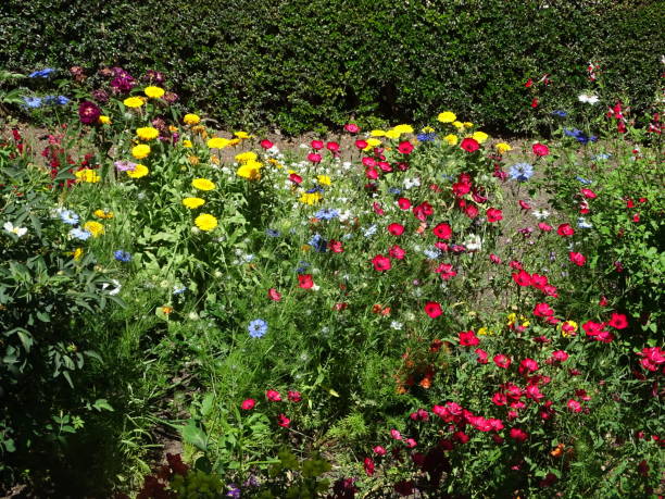 istock Flowers of La Alhambra 1320145451