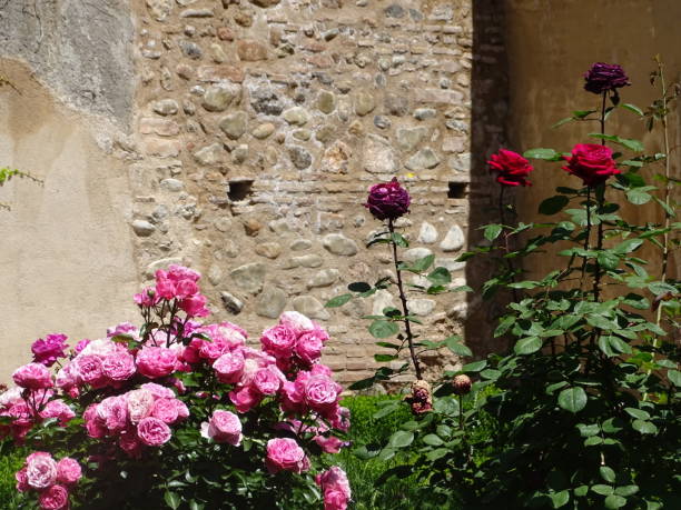 istock Flowers of La Alhambra 1320145457