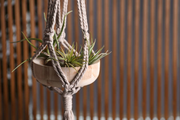 Tillandsia plants hanging on blurred background, space for text. House decor