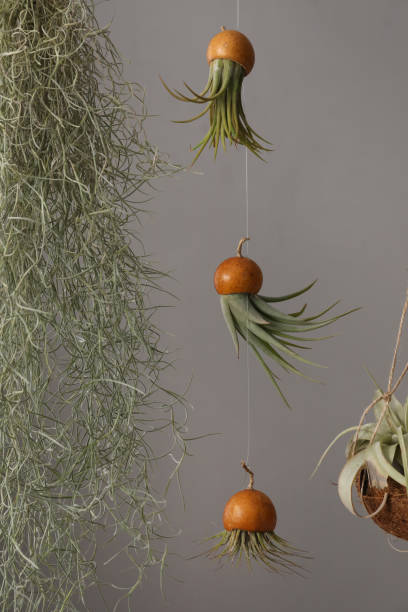 istock Tillandsia plants hanging on grey background. House decor 1320145627