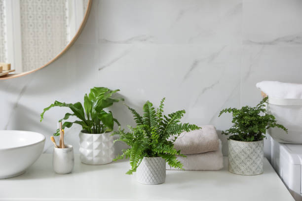 욕실에서 조리대에 아름다운 녹색 양치류, 수건과 칫솔 - sensitive fern 뉴스 사진 이미지