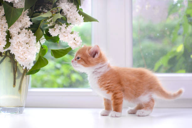 istock Cute red kitten looks at lilac on the windowsill 1320146478