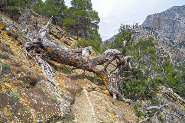 istock A dried relict pine tree fell on a path in the mountains. 1320146485