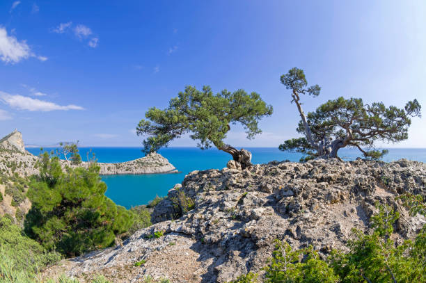 Old curved junipers on the seashore. Two old curved relict tree-like juniper (Juniperus excelsa). on a rock above the sea. Karaul-Oba, Novyy Svet, Crimea. juniperus excelsa stock pictures, royalty-free photos & images