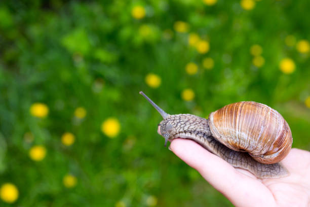 istock Girl holding a snail 1320146529