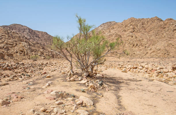 One lone acacia tree in a desert