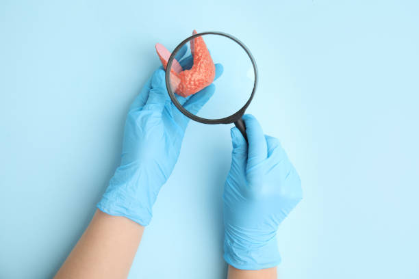 Doctor looking through magnifying glass at plastic model of healthy thyroid on light blue background, top view Doctor looking through magnifying glass at plastic model of healthy thyroid on light blue background, top view thyroid gland stock pictures, royalty-free photos & images