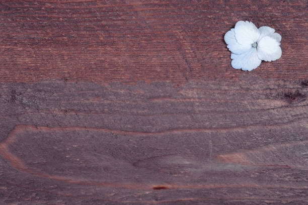 petals of hydrangea on wooden background