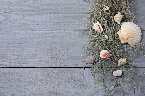 Beautiful tillandsia plant and seashells on light grey wooden table, flat lay with space for text. House decor