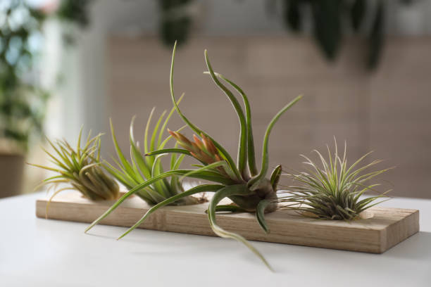 istock Different tillandsia plants on white table. House decor 1320146963
