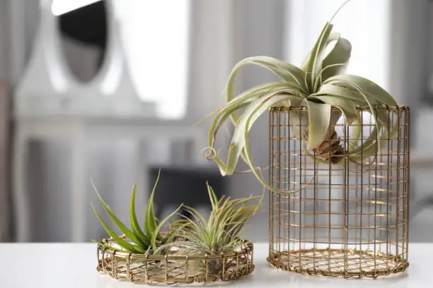 Different tillandsia plants on white table. House decor