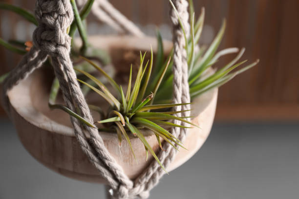 Tillandsia plants hanging on blurred background, closeup. House decor Tillandsia plants hanging on blurred background, closeup. House decor air plant stock pictures, royalty-free photos & images