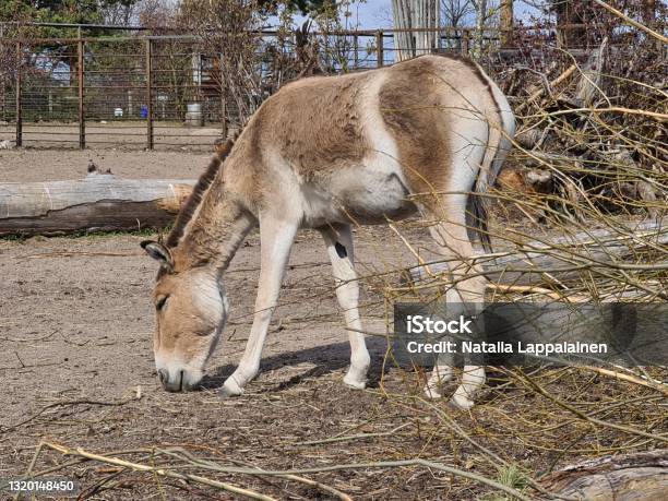 Young Kulan In Korkeasaari Zoo Helsinki Finland Stock Photo - Download Image Now - Animal, Ass - Horse Family, Beauty In Nature