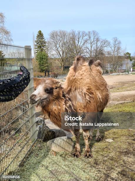 Camel In Korkeasaari Zoo Helsinki Finland Stock Photo - Download Image Now - Animal, Animal Hump, Beauty In Nature