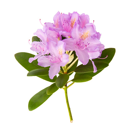Blooming pink rhododendron flower with green leaves isolated on white. Close-up.