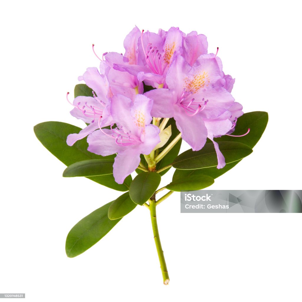 Blooming pink rhododendron flower with green leaves isolated on white. Close-up. Rhododendron Stock Photo