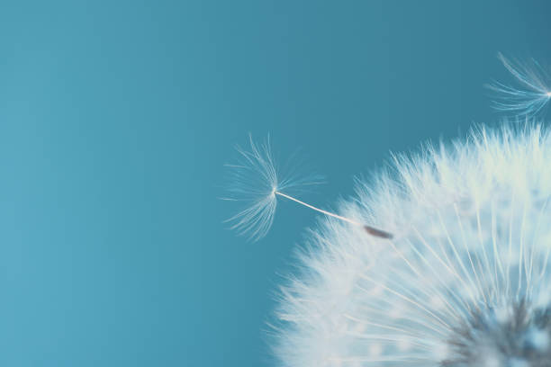 istock White blowball dandelion on blue background. Macro. Soft focus 1320150691