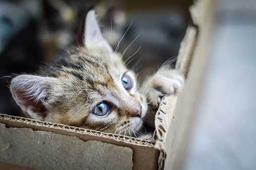 portrait of a one-month-old striped kitten with the paw on the edge of the cardboard box where he grew up, shallow depth focus