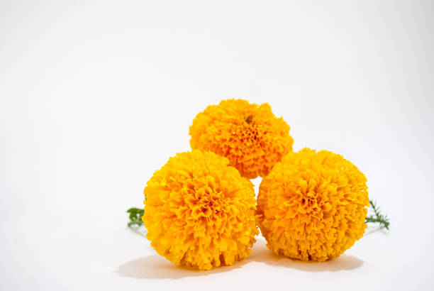 marigold The close up of  three flowers marigold  on white backgrond. floral crown photos stock pictures, royalty-free photos & images