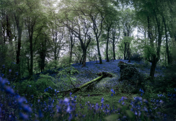 istock Bluebells in Cornish Woodland 1320150948