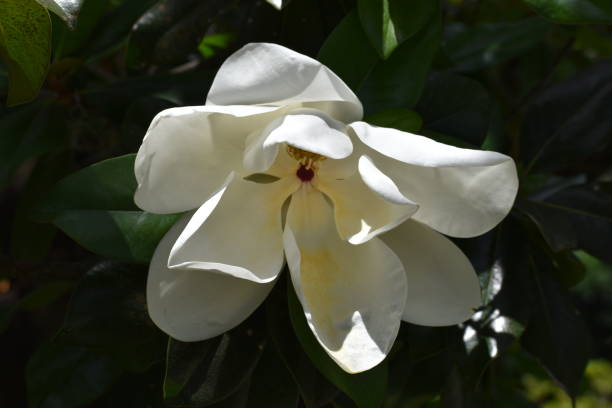 цветок белой магнолии - magnolia southern usa white flower стоковые фото и изображения