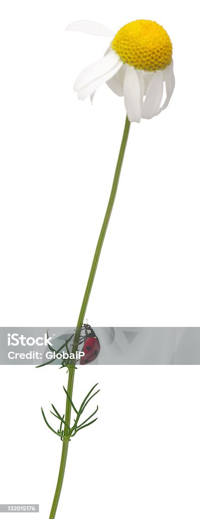 7-spot 무당벌레 한 데이지, Coccinella septempunctata, 흰색 배경. - 로열티 프리 0명 스톡 사진