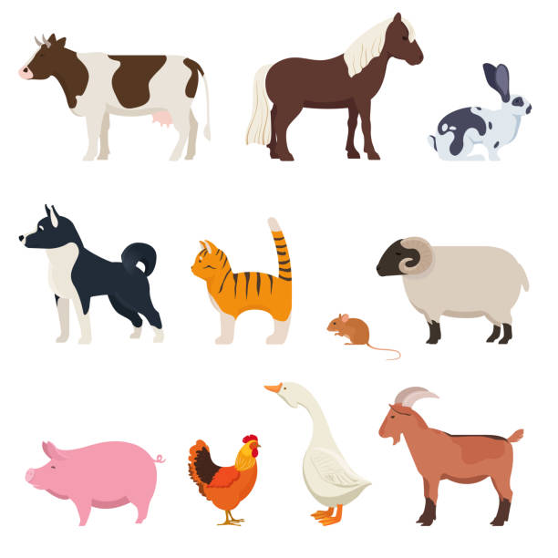 ilustrações, clipart, desenhos animados e ícones de conjunto de animais de fazenda em fundo branco - rabbit livestock pets cartoon