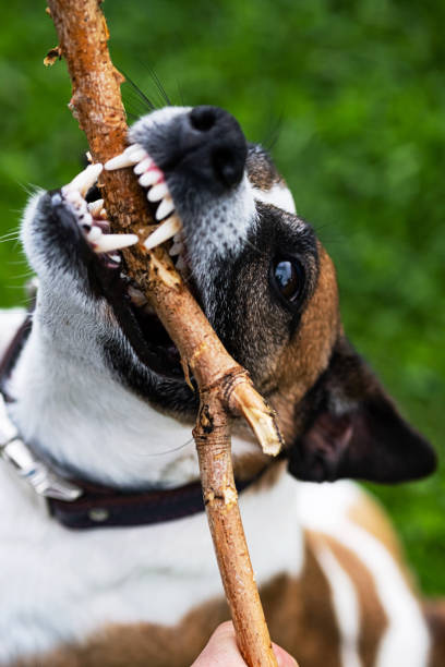 istock Jack russell chewing the stick. Dog biting stick close-up,selective focus. 1320152144
