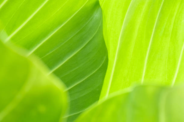 istock Nature view of green leaf on blurred greenery background in garden with copy space using as background natural green plants landscape, ecology, fresh wallpaper 1320152453