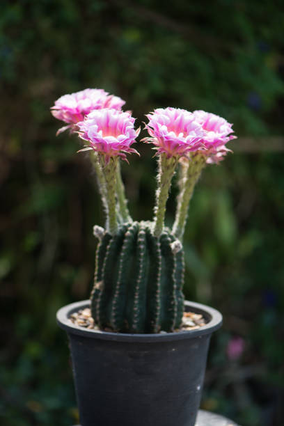 Echinopsis cactus Hybrid Angel pink flower show nature background