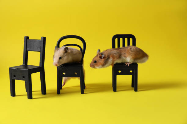 istock Adorable hamsters on black toy chairs against yellow background 1320153859
