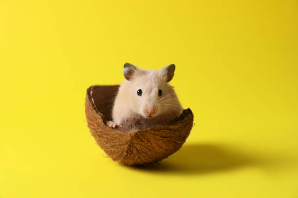 istock Adorable hamster in coconut shell on yellow background 1320154014