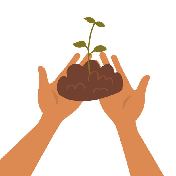 Two Hands holding the soil with a small seedling. Green sprout in human palms. Flat vector illustration on white background. Gardening and healthy food concept for poster, banner Two Hands holding the soil with a small seedling. Green sprout in human palms. Flat vector illustration on white background. Gardening and healthy food concept for poster, banner. young green plant seedling growing in a soil flat vector stock illustrations