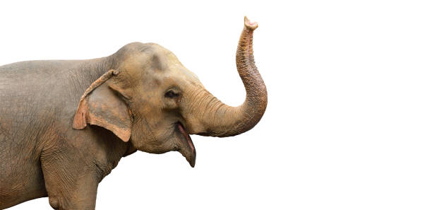 elefante asiático isolado em fundo branco - elefante asiático - fotografias e filmes do acervo