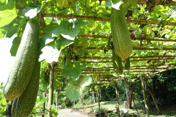 istock Close up of Smooth Luffa in the garden, selective focus. 1320154403