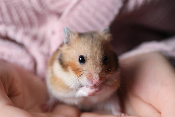istock Woman holding cute small hamster, closeup view 1320154449