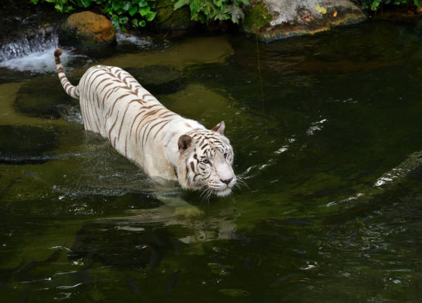 istock White tiger (Panthera tigris) swimming in the park 1320154571